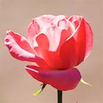 image: Image from the photoset &lsquo;escher blummen (cxv)&rsquo;.