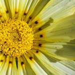 image: zoom in on a yellow flower