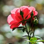 image: Image from the photoset &lsquo;escher blummen (cxv)&rsquo;.