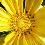 image: Image from the photoset &lsquo;escher blummen (cxv)&rsquo;.