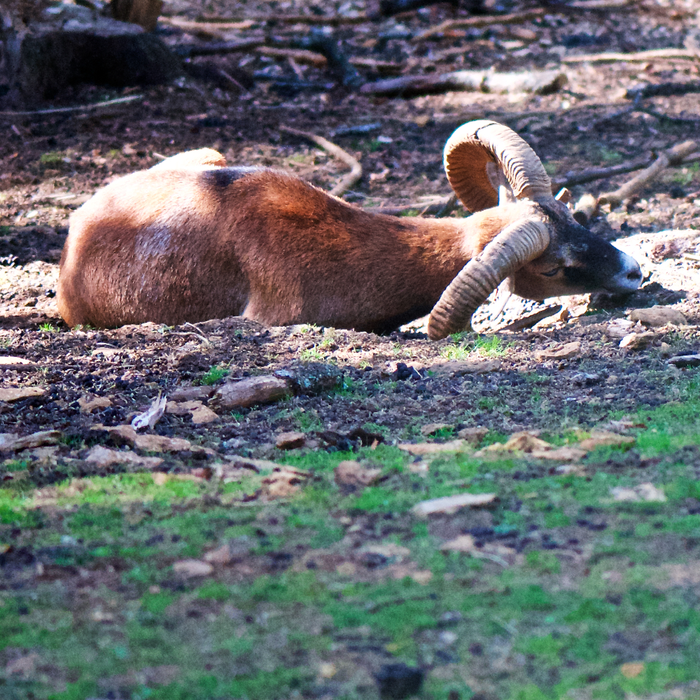 Image: Image 'esch&ndash;sur&ndash;alzette (xix) 2'.