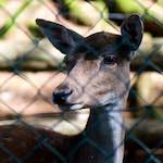 image: esch&ndash;sur&ndash;alzette (xix) photoset