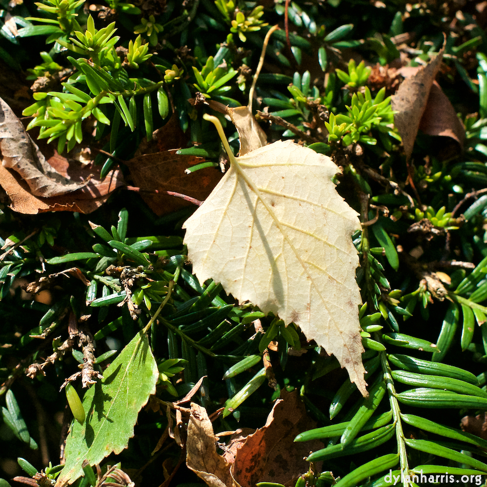 Image 'autumn (i) 2'.