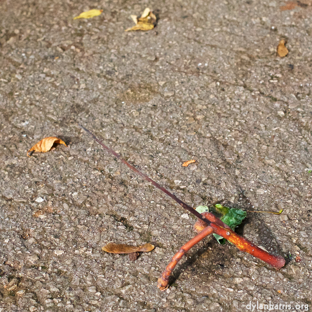 Image 'autumn (i) 6'.