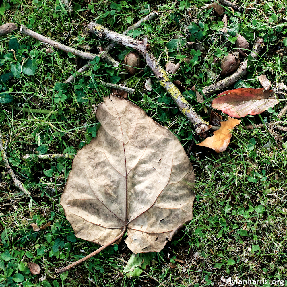 Image: Image 'autumn (i) 7'.