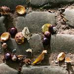 First image from the photoset 'autumn (i)'.