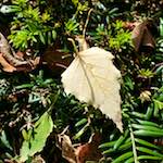 Second image from the photoset 'autumn (i)'.