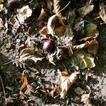 Third image from the photoset 'autumn (i)'.