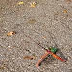 Sixth image from the photoset 'autumn (i)'.