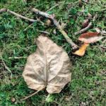 Seventh image from the photoset 'autumn (i)'.