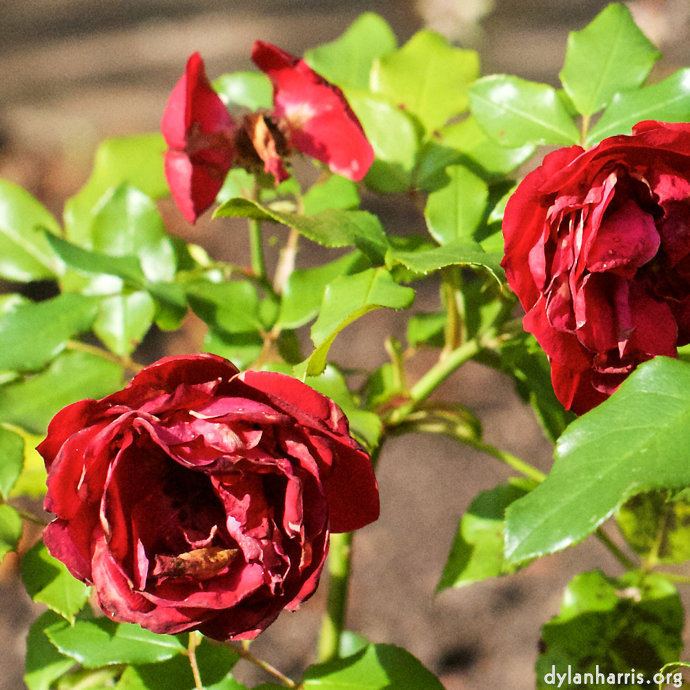 Image: Image 'escher blummen (xxviii) 1'.