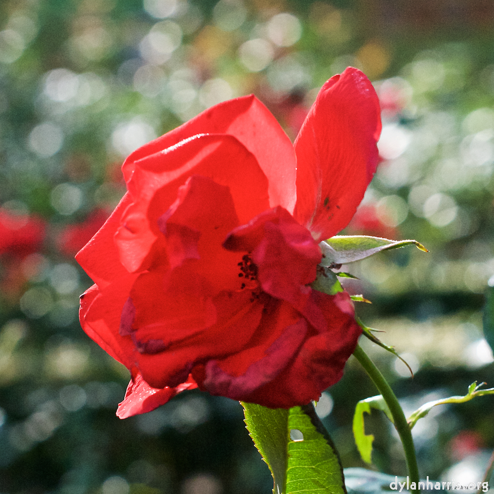 Image: Image 'escher blummen (xxviii) 3'.