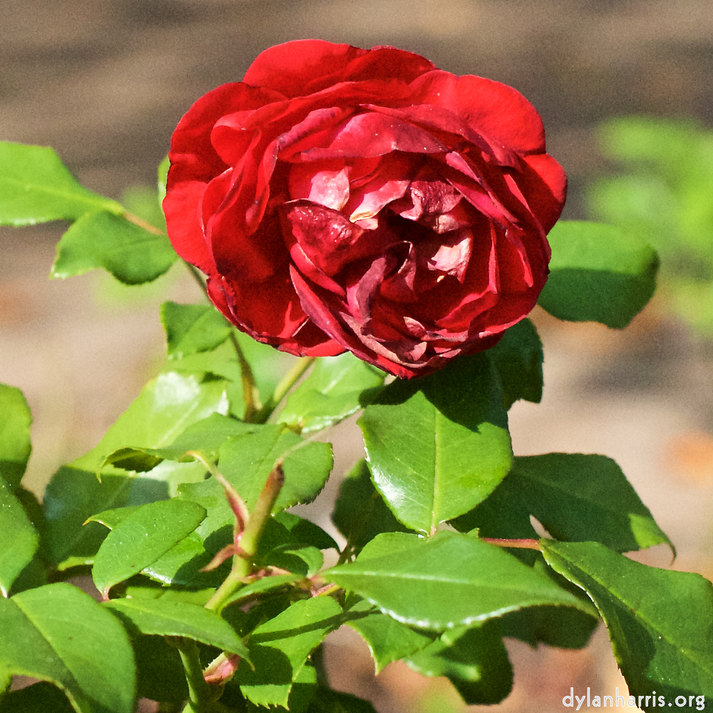 Image 'flower (xxviii) 5'.