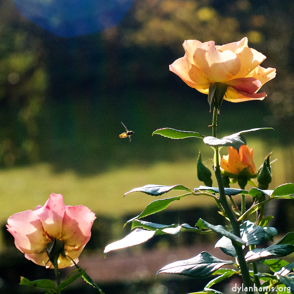 Image 'flower (xxviii) 6'.