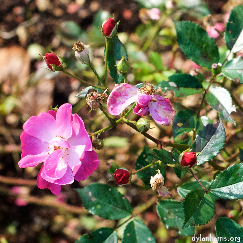 Image: Image 'escher blummen (xxviii) 7'.