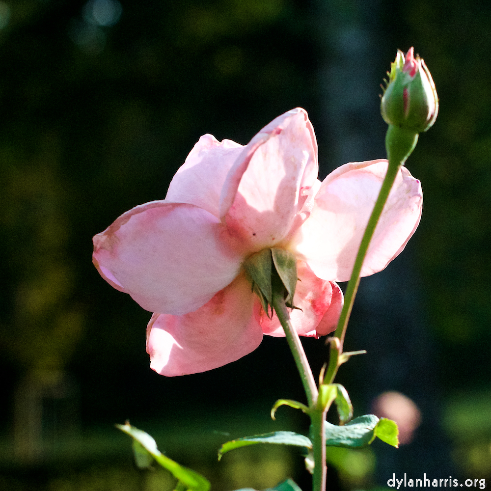 Image: Image 'escher blummen (xxviii) 8'.