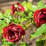 First image from the photoset 'flower (xxviii)'.