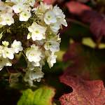 Second image from the photoset 'flower (xxviii)'.