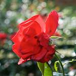 Third image from the photoset 'flower (xxviii)'.