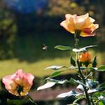 Sixth image from the photoset 'flower (xxviii)'.