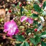 Seventh image from the photoset 'flower (xxviii)'.