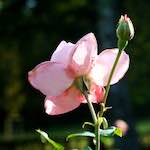 Eighth image from the photoset 'flower (xxviii)'.