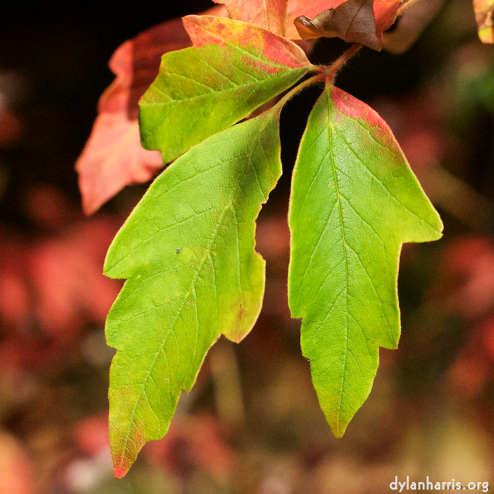 Image: Image 'autumn (ii) 1'.