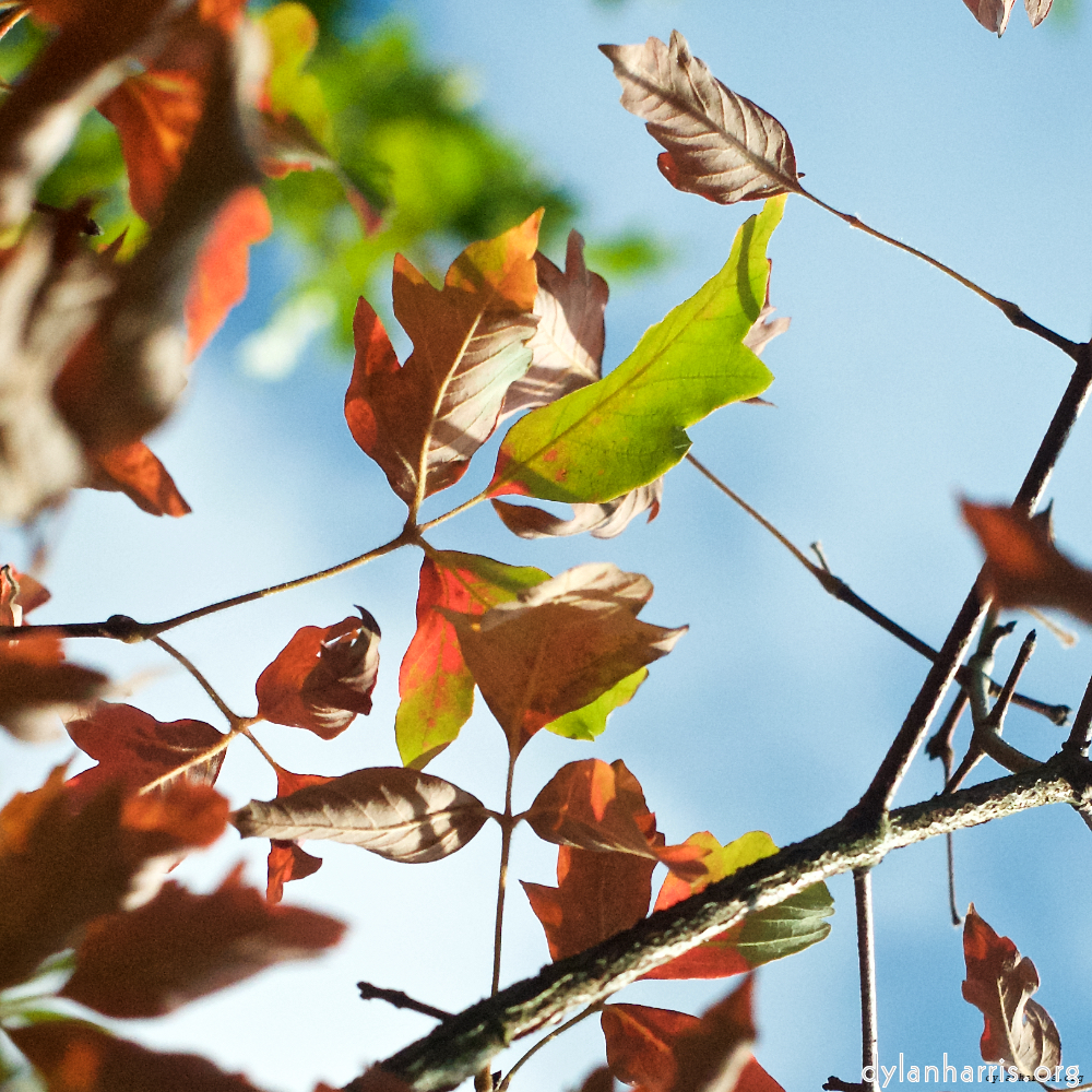 Image 'autumn (ii) 2'.