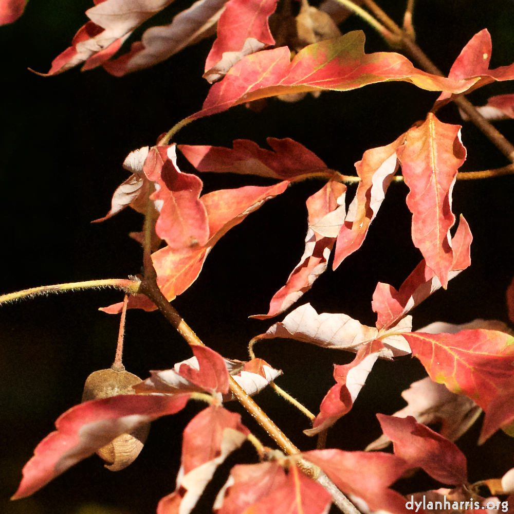 Image: Image 'autumn (ii) 3'.