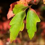 First image from the photoset 'autumn (ii)'.