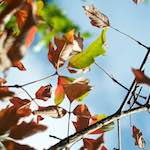 Second image from the photoset 'autumn (ii)'.