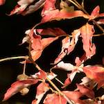 Third image from the photoset 'autumn (ii)'.