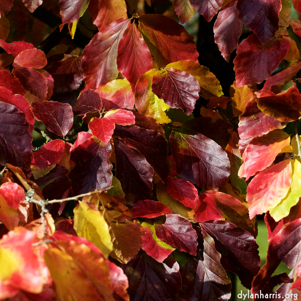 Image: Image 'autumn (iii) 1'.