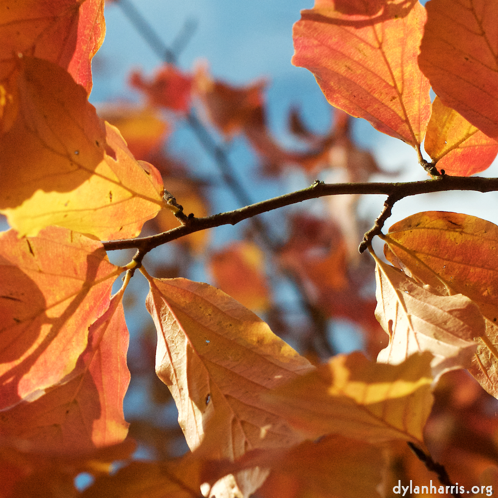 Image 'autumn (iii) 2'.