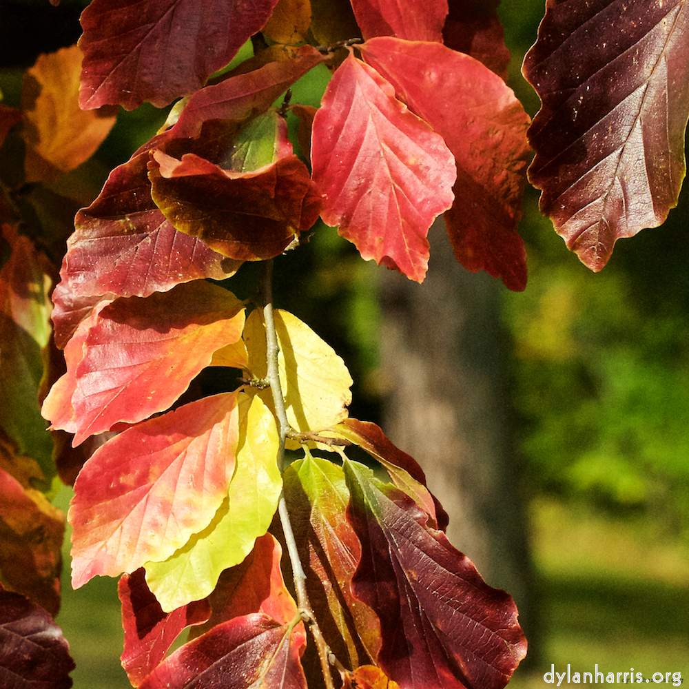 Image: Image 'autumn (iii) 5'.