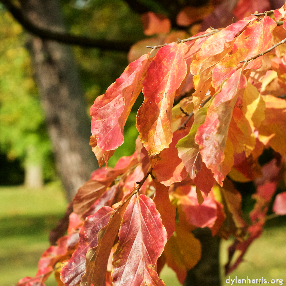 Image 'autumn (iii) 6'.