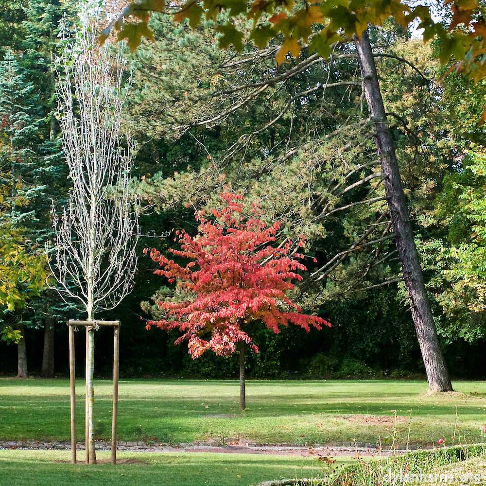 Image 'autumn (iii) 8'.