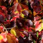 First image from the photoset 'autumn (iii)'.