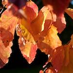 Third image from the photoset 'autumn (iii)'.