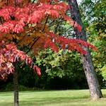 Fourth image from the photoset 'autumn (iii)'.