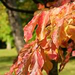 Sixth image from the photoset 'autumn (iii)'.