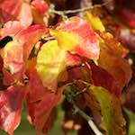 Seventh image from the photoset 'autumn (iii)'.