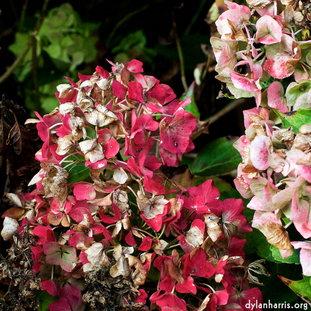 image: This is &lsquo;escher blummen (xxix) 2&rsquo;.