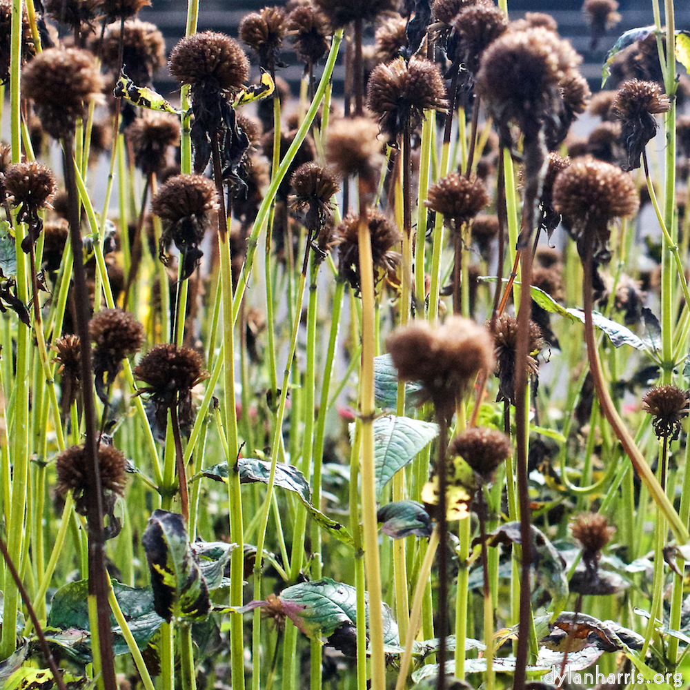 image: This is &lsquo;escher blummen (xxix) 3&rsquo;.