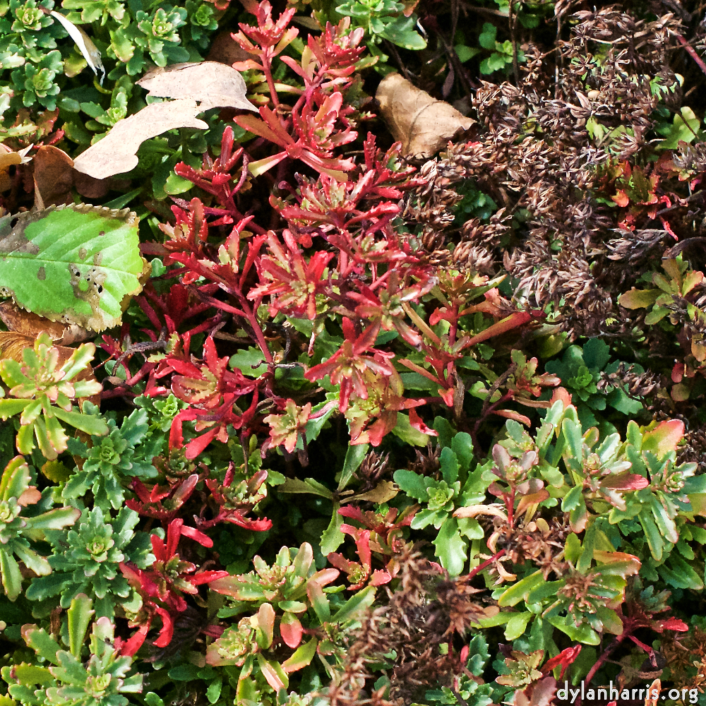 image: This is &lsquo;escher blummen (xxix) 4&rsquo;.