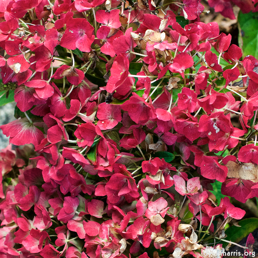 image: This is &lsquo;escher blummen (xxix) 6&rsquo;.