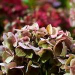 image: Image from the photoset &lsquo;escher blummen (xxix)&rsquo;.