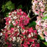 image: Image from the photoset &lsquo;escher blummen (xxix)&rsquo;.