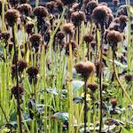 image: Image from the photoset &lsquo;escher blummen (xxix)&rsquo;.