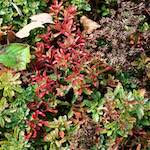 image: Image from the photoset &lsquo;escher blummen (xxix)&rsquo;.